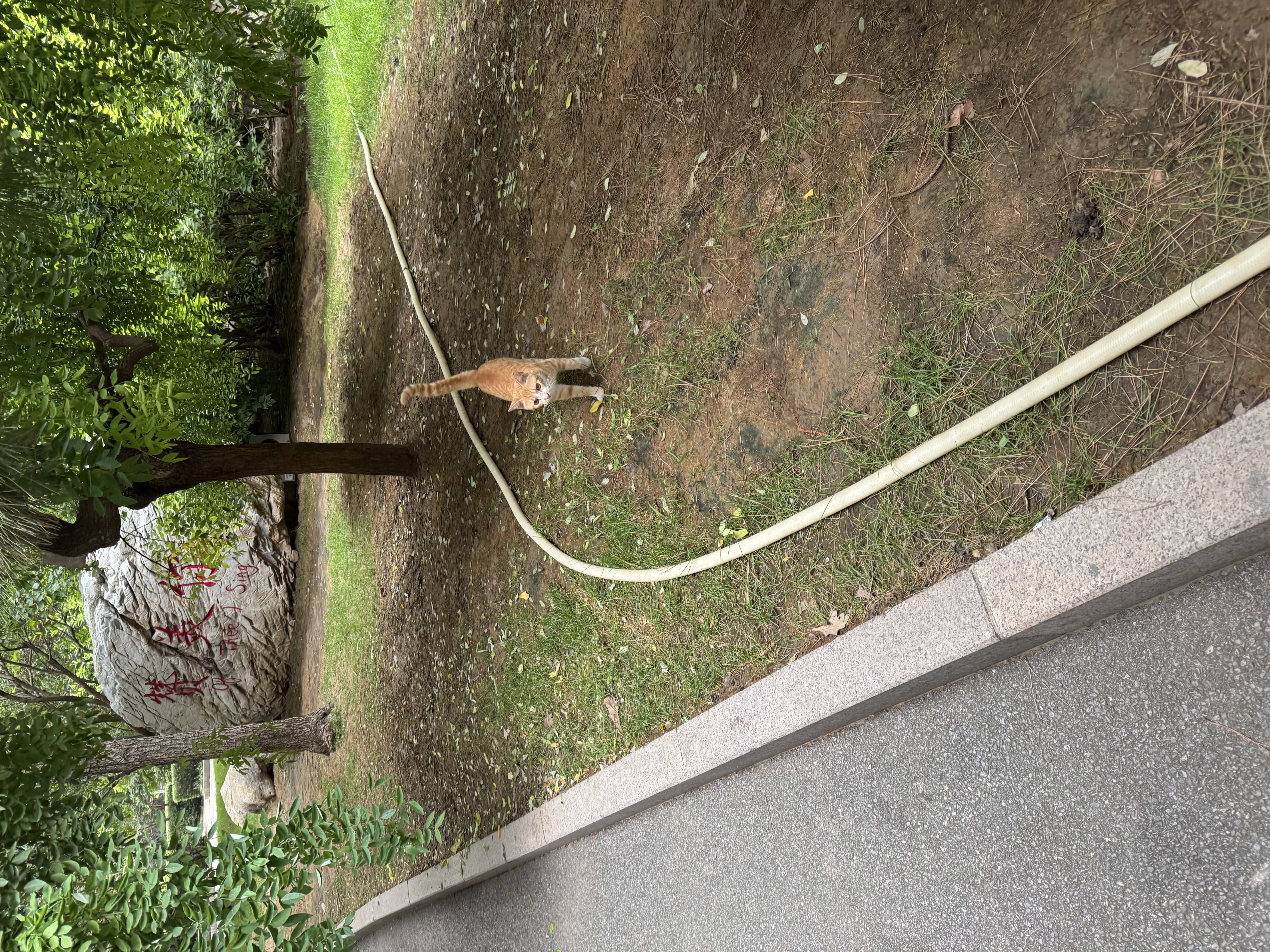 Catto